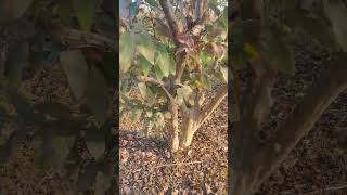 amrud ki kheti (part-2)| Amrud farming #shorts #kheti #guava