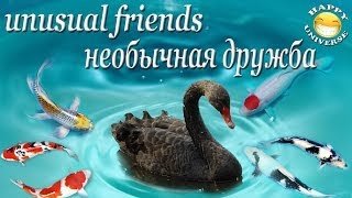 Funny Animals ! Лебеди кормят Рыбу | Black Swan & Koi !