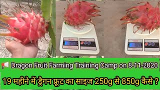 Our 19 Months Dragon Fruit Farming |Dragon Fruit size goes 250g to 850g | By Kisan Mitra