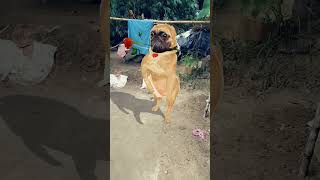 dog 🐕 funny # dance 😂 viral # video 😍 trending # short 🙏