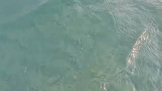 Panama City Beach July 2023 Crystal clear ocean water walking 200 feet out only 6 feet deep