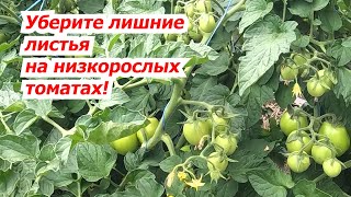 Низкорослые томаты- убираем ненужные листья для усиления налива.