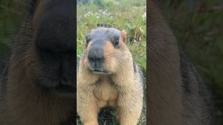 Adorable Himalayan Marmots Eating and Suddenly Scurrying Away!#marmot #cutemarmot #marmota #cute