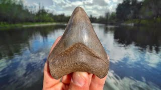 Scuba Diving for Megalodon Shark Teeth in ALLIGATOR Infested Florida Water | Peace River Fossil Hunt