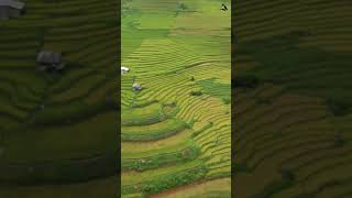 Best Rice Fields in Sapa, Vietnam