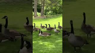 [鳥類 Bird] (カナダガン Canada Goose - 03 )