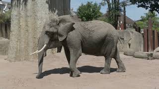 Zurücklehnen und entspannen, mit den Tieren aus dem Zoo Basel