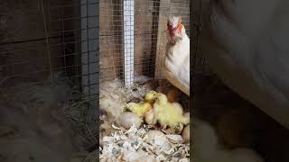 #farming #shorts #animals #poultry #duck #farm