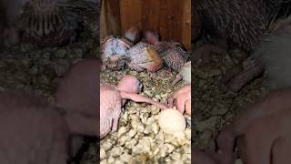 Adorable 6 Fledglings Second Clutch Parakeet #birds #lovebirds