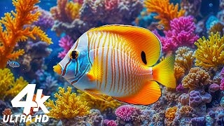 Аквариум Serene 4K Coral Reef 🌊 Расслабляющие морские мелодии - Гармония медитативного сна