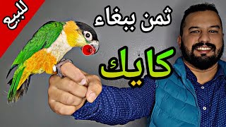 ثمن ببغاء الكيك بيع ببغاء الكايك  #moshab_vlog #سوق_قريعة_للطيور#سوق_طنجة_طيور #سوق_فلوجة