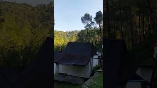 Travel Diaries | Camping | Himachal Pradesh | Forest Love