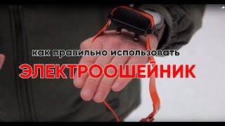 Испытываем электроошейник на инструкторе.Коррекция "Ко мне" с помощью электроошейника.