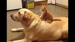 😺 Погнали на кухню! 🐶 Смешное видео с собаками, кошками и котятами! 🐱