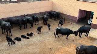 Top Class Buffalo available every time at Ajay Dairy Farm🚧🚧