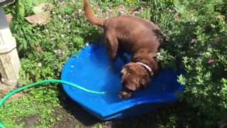 Daisy & Gracie keep cool!