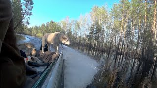 Сезон медведя 8 Закончились припасы , спускаемся к избе .