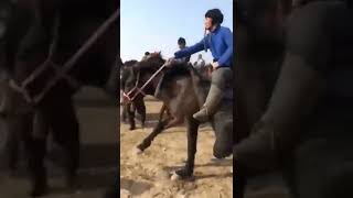 Көкпарда адамды қағып кетті😱Абай болыңыздар🐎😰