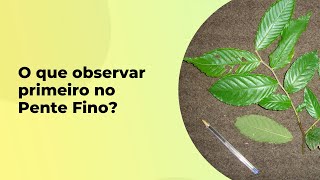 O QUE OBSERVAR PRIMEIRO AO USAR O MÉTODO PENTE FINO?