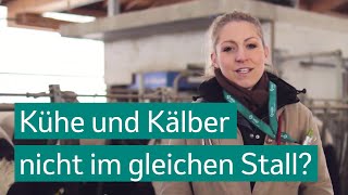 Hallo Frau Doktor? Warum sollte ich Kühe und Kälber nicht im gleichen Stall halten?