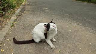 FHD_Cat Is Free From Quarantine And He Meows With Joy In The Park