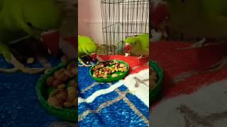 #eating#food#parrot #yummy #cutebird#parrots#shortsfeed #reels#shorts#youtube #subscribe#like#mithu