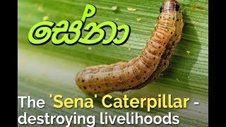 Sena Dalambuwa | සේනා දලඹුවා පැතිරීම සහ ඊට විසඳුම​