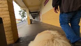 Labrador Retriever's Point of View (POV) | Off Leash Walking | GoPro Fetch | Cortez Ink