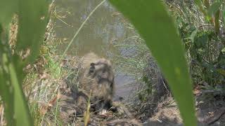 A Bornean Bearded Pig is killed by a Crocodile in Borneo's river