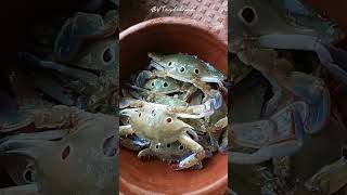 Crab | #shortvideo | #food | A&V Tasteland.