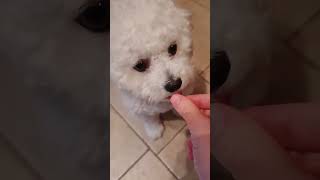 Yummy! #shorts #youtube #youtubeshorts #shortsvideo #youtubevideo #short #shortvideo #dog #cute #pet