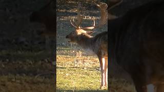 Rutting Fallow Buck In Croatia (VOLUME UP) fallow #deer #buck #croatia #hunting #nature #wildlife