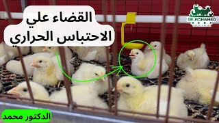 القضاء علي الإحتباس الحراري 🥵 عند الدواجن 🐔 بصوره نهائيه ✅