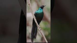 The Gambia 🇬🇲 #wildlifephotography #wildlifevideography #gambia #birding #safari #shorts #africa