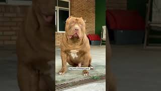 Pitbull dog watsapp status video 😈😈 ATTITUDE #shorts #pitbull #americanbully (1)