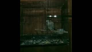 burung anggungan para jaman dulu#Derkuku#