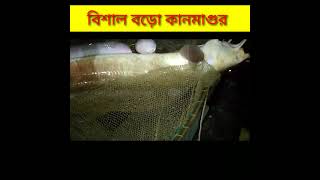 বিশাল বড়ো কানমাগুর//Big size catfish #shorts