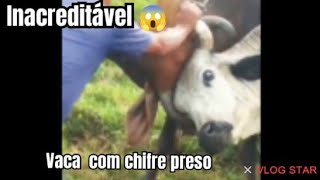 Veja oque aconteceu com essas duas vacas brigando #youtube #agricultura