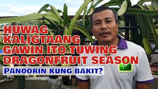 NAPAKA-IMPORTANTENG GAWIN SA DRAGON FRUIT TUWING SEASON PANOORIN HANGGANG DULO |#dragonfruit @kuya.g