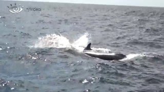 Pseudo Orca Tenerife / Fake or False Killer Whales