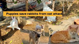 Puppies save rabbits from cat attacks." 🐶🐇😺 pets morning routine