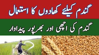 Fertilizer plan of wheat | AGRICULTURE WORLD