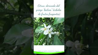 YUZU | #citrus #fruit #frutas #agriculture #biodiversity #biodiversidad #agro #bio #shorts #short