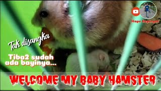 Penampakan kemunculan Bayi Hamster #hamster #bayihamster