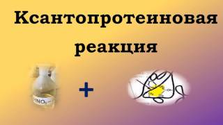 Качественные реакции на белки