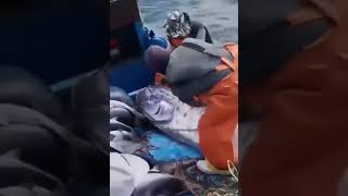 Fishermen caught the herring king off the coast of Peru. This could mean fast earthquakes.