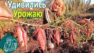 🍠 Удивила поздняя посадка батата длинными черенками 🌱 Выращивание батата по технологии Гордеевых