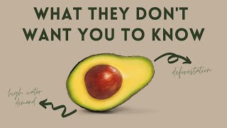 The SECRET TRUTH about AVOCADOS from Mexico 🇲🇽