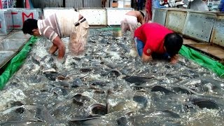 wow Amazing Net Fishing - Select Snakehead Fish for Sale-Cambodia Traditional fishing