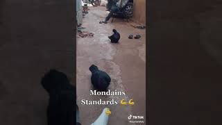 pigeon Sénégal